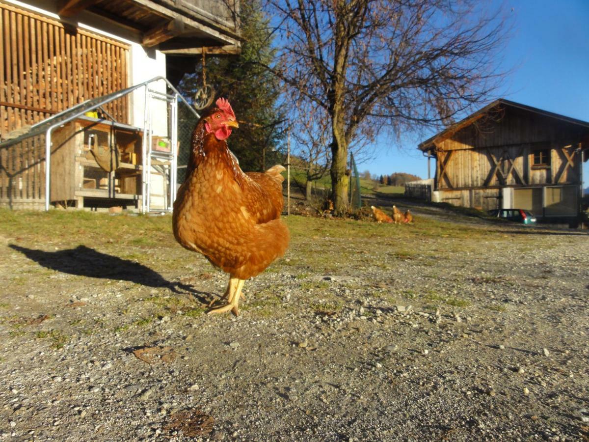 Mair Am Graben Farm * Chalets Terento Exterior foto